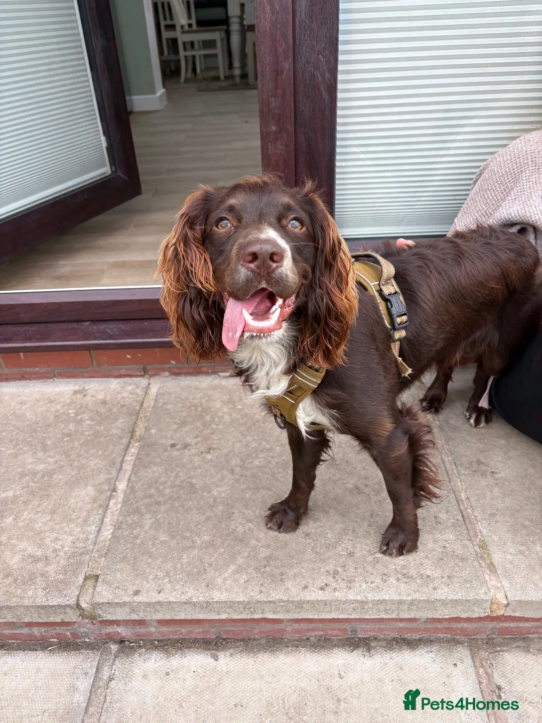 Cocker Spaniel dogs for sale: 1 year old English Cocker Spaniel in Manchester - Advert 1