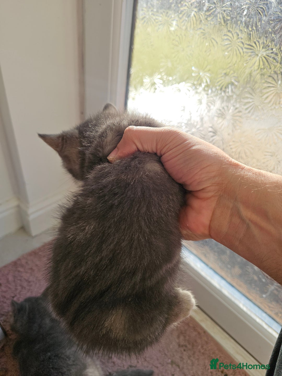Mixed Breed cats for sale: Three kittens. Mother british short hair. - Image 4