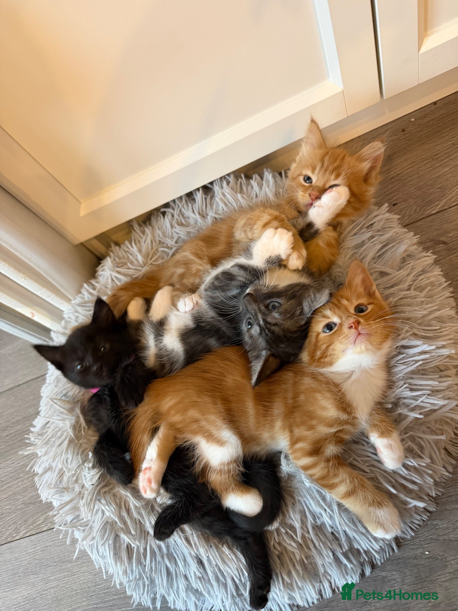 Maine Coon cats Maine coon mixed kittens  - Advert 16