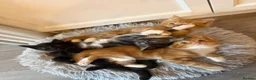 Maine Coon cats for sale: Maine coon mixed kittens  - Advert 4