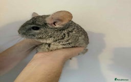 Chinchilla rodents for sale: Bonded mother and daughter chinchillas  - Image 6