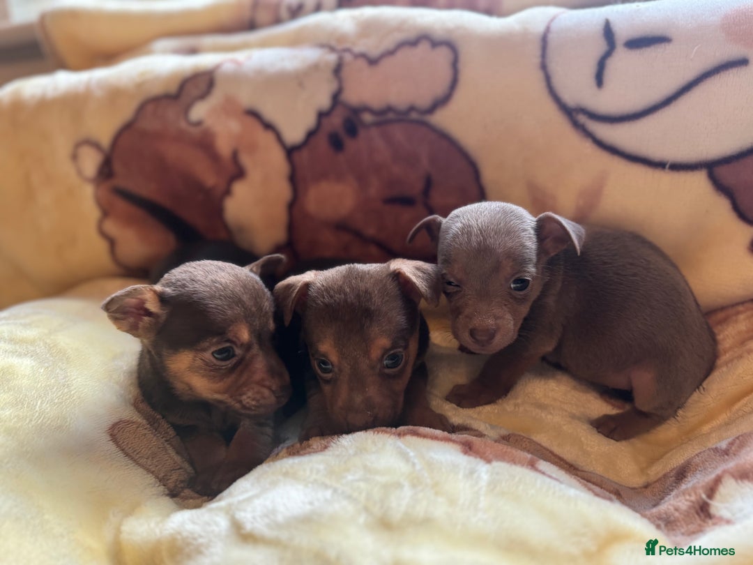 Jack Russell dogs for sale: Much Wenlock stunning miniature puppy  - Advert 11