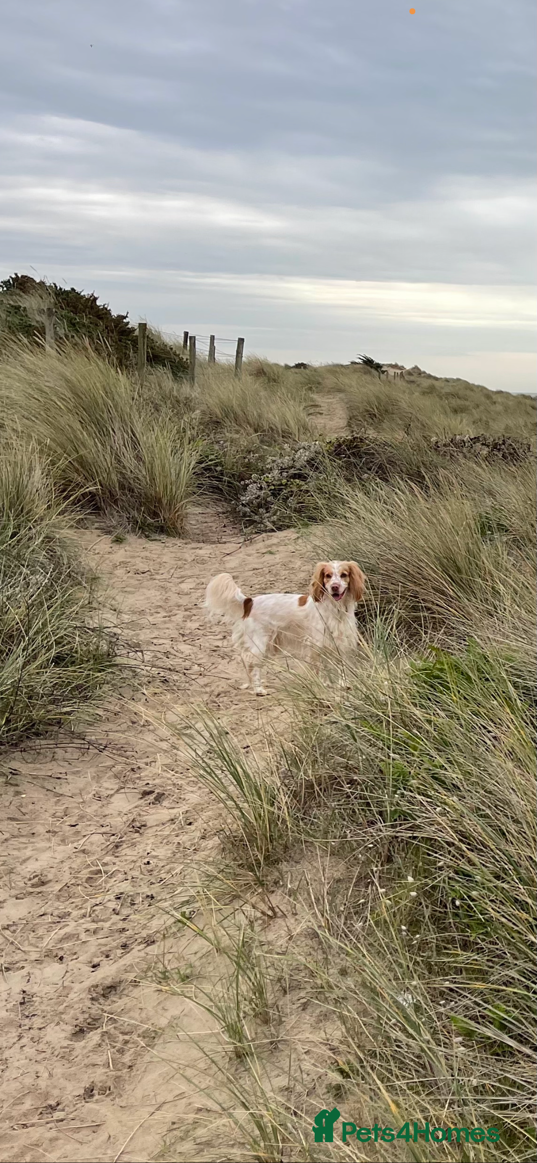 Mixed Breed dogs for sale: Beautiful Female Sprocker Spaniel-3 years old - Advert 1