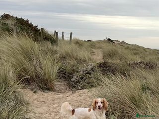 Mixed Breed dogs Beautiful Female Sprocker Spaniel-3 years old - Advert 7