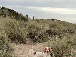 Mixed Breed dogs Beautiful Female Sprocker Spaniel-3 years old - Advert 21
