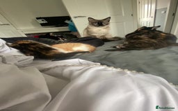 Ragdoll cats for sale: Ragdoll Kittens - Image 11