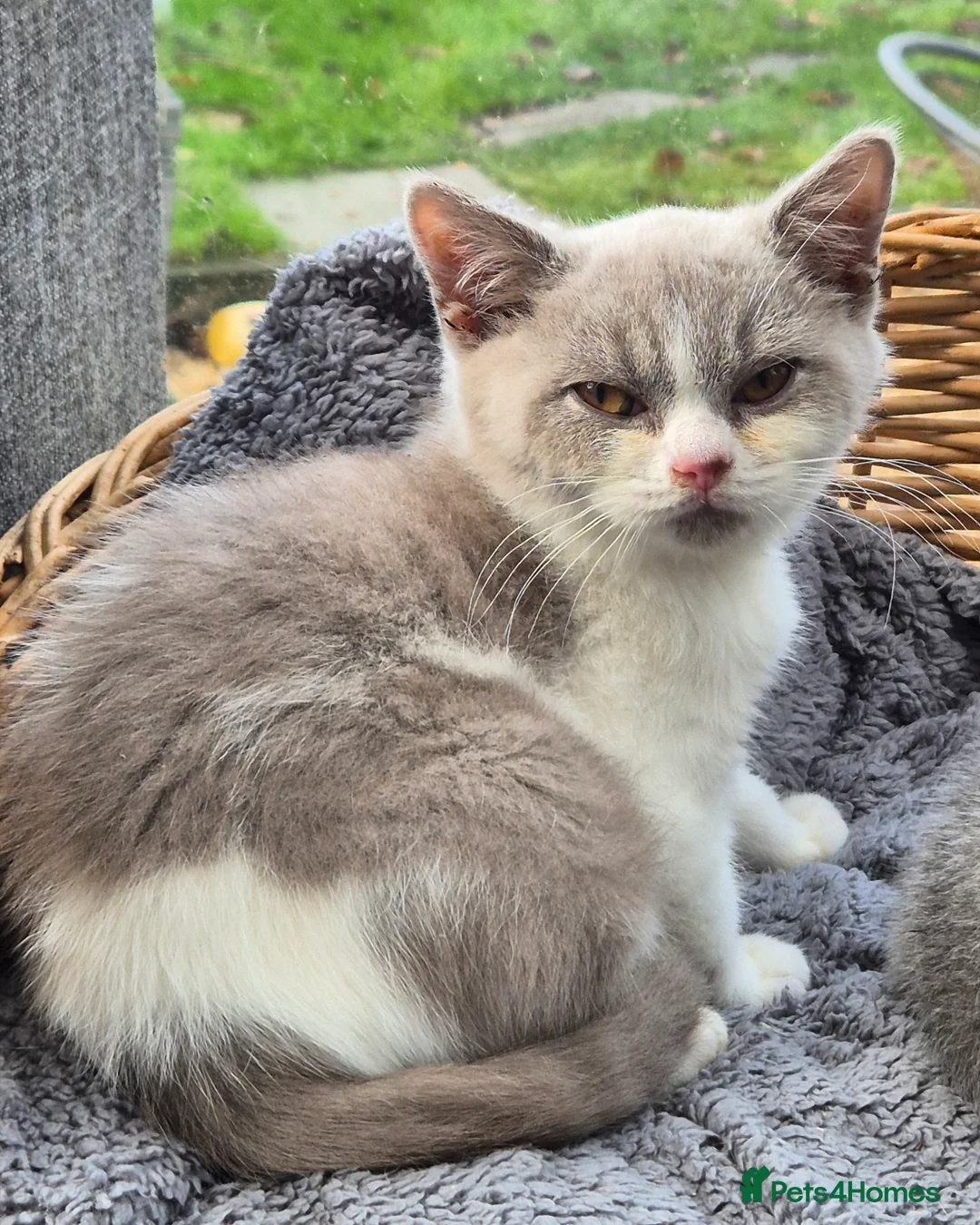 British Shorthair cats for sale: Stunning BSH kitten GCCF Reg Champion sired - Advert 40