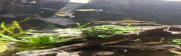 Other/Mixed Breed fish for sale: 2 Siamese algae eater fish  in Purley - Advert 4