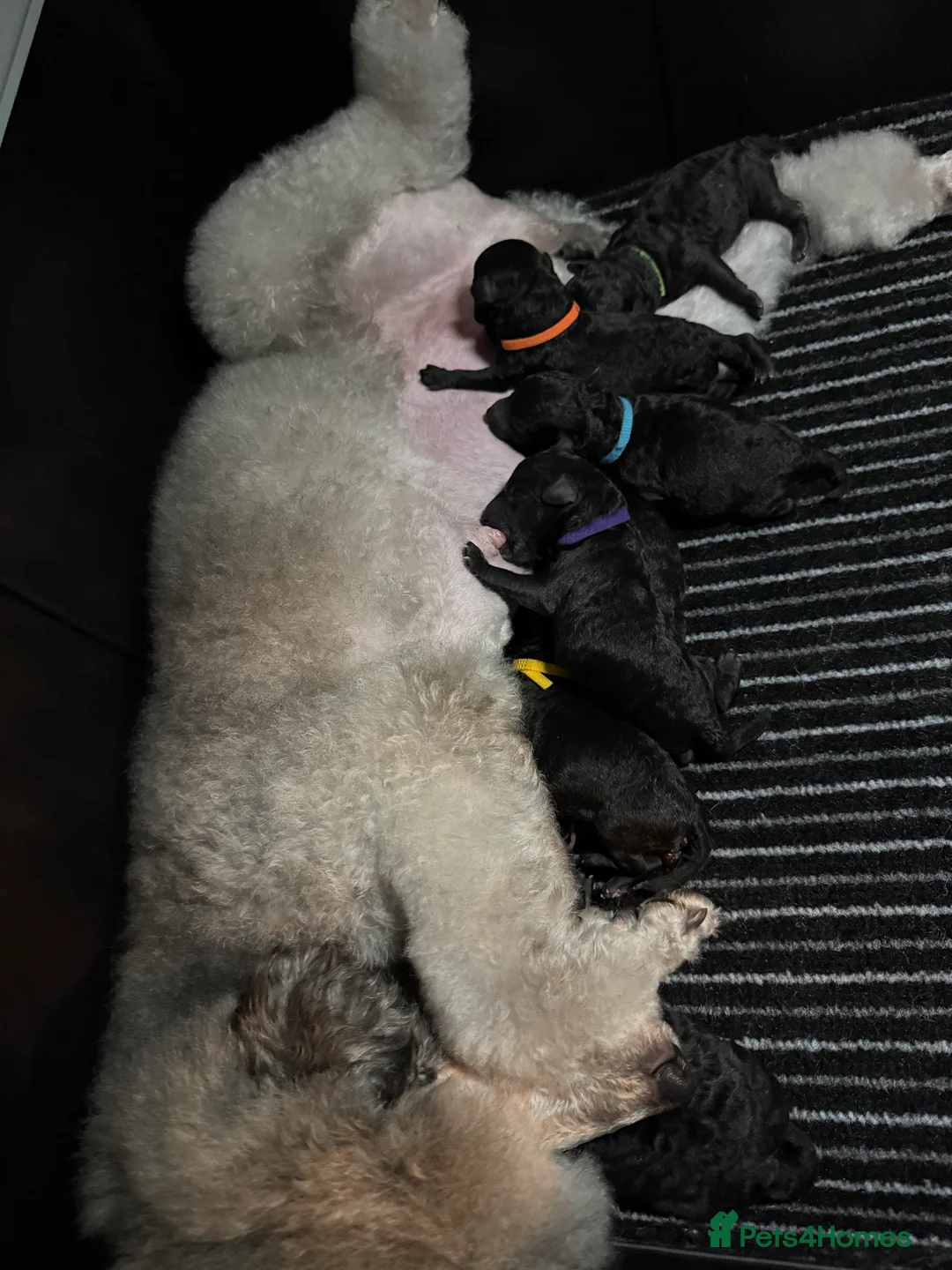 Miniature Poodle dogs for sale: OUTSTANDING SILVER MINI POODLES BEST IN 🇬🇧  - Advert 11