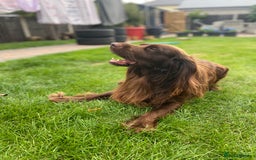 Cocker Spaniel dogs for stud: Sparkey, chocolate cocker spaniel  - Image 13