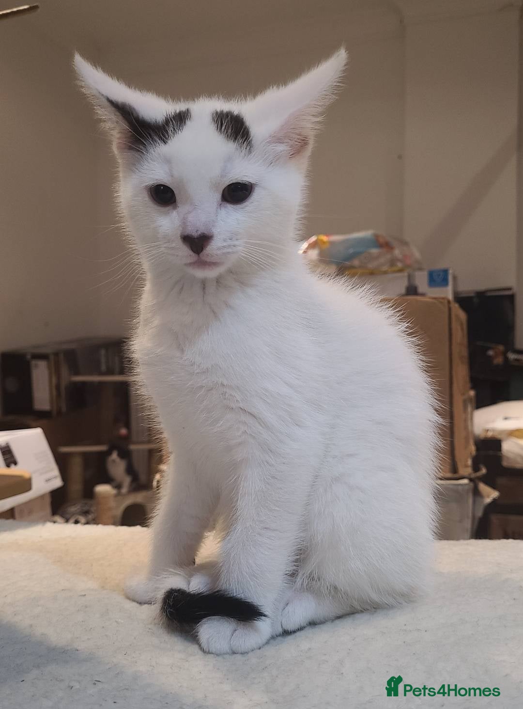 Mixed Breed cats for sale: 5 adorable boy kittens. 12 weeks old. Ready to go. - Advert 9