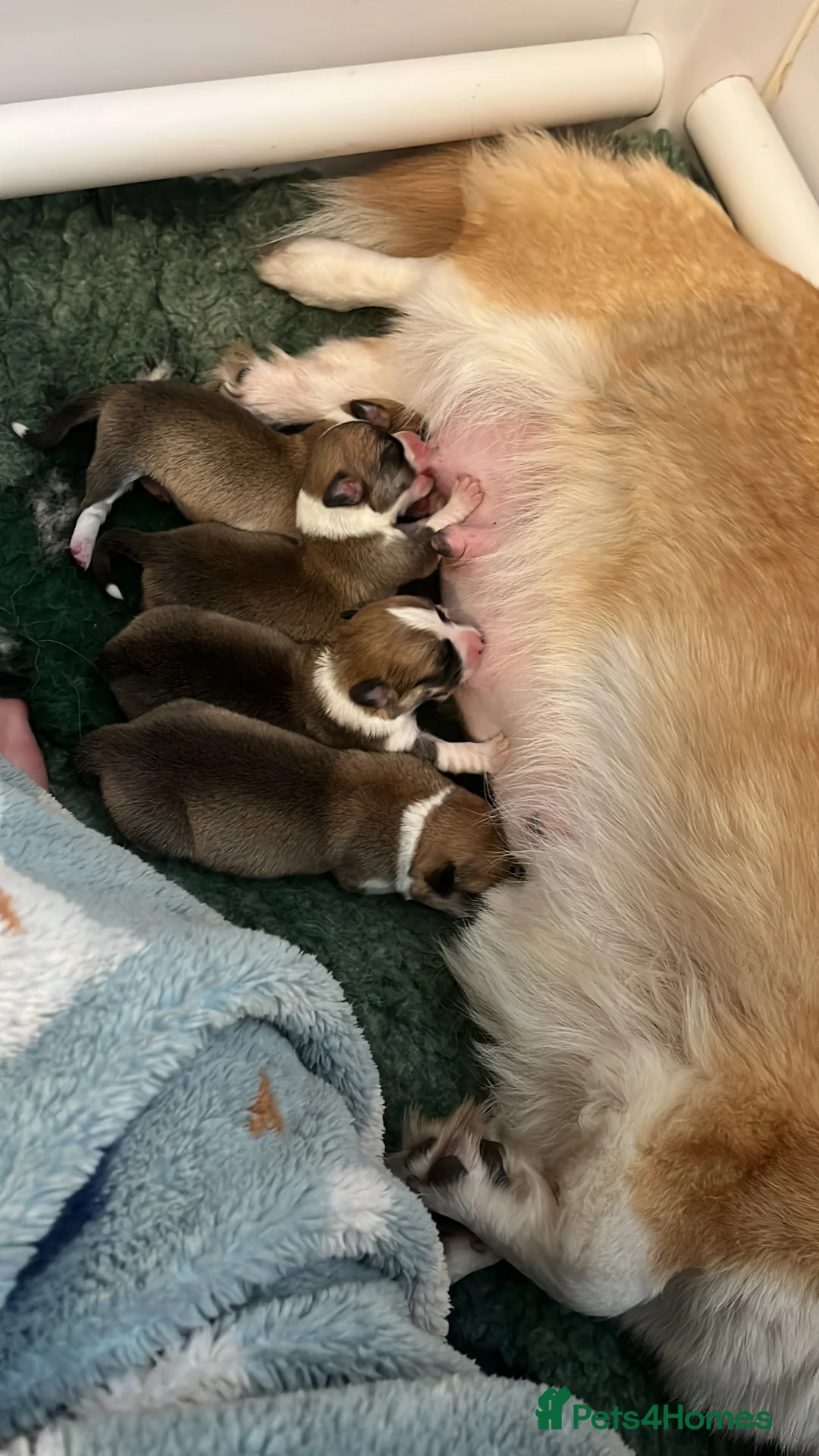 Welsh Corgi Pembroke dogs for sale: KC Welsh Pembrokeshire Corgi puppies  - Advert 2