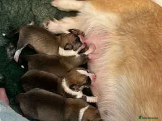 Welsh Corgi Pembroke dogs KC Welsh Pembrokeshire Corgi puppies - Advert 3