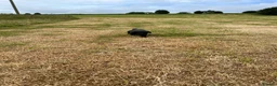 Labrador Retriever dogs for sale: Fabulous Male Black Lab puppy for sale. in Sheffield - Advert 8