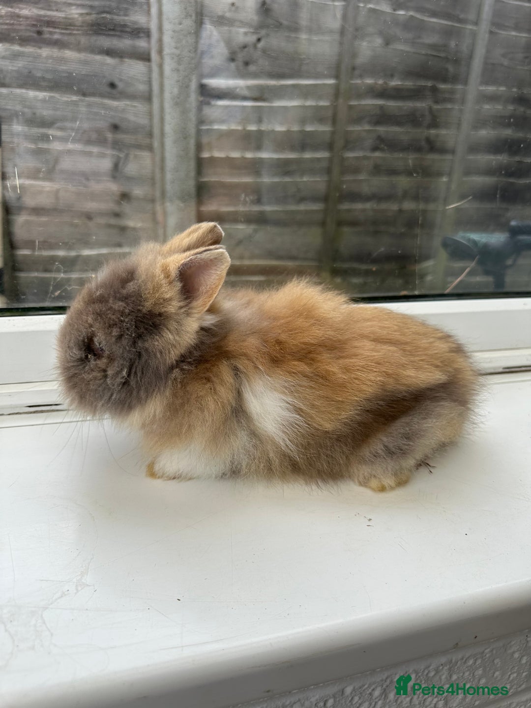 Angora rabbits for sale: Teddy Dwerg, Dwarf Baby Rabbits  - Advert 5