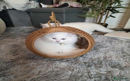 British Longhair cats for sale: Purebred British Longhair Boys-WCF Pedigree - Image 15