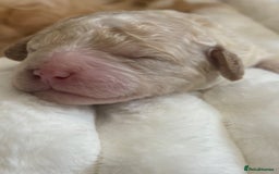 Cavapoo dogs for sale: Beautiful F1bb cavapoo pups - Image 3