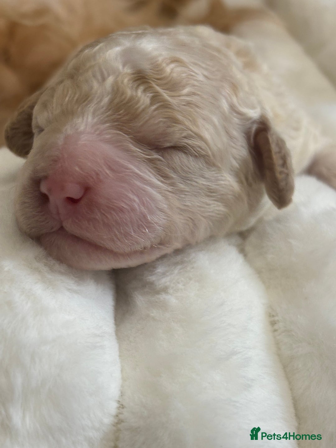 Cavapoo dogs for sale: Beautiful F1bb cavapoo pups - Image 3