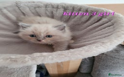 Ragdoll cats for sale: 5 Ragdoll kittens for sale Ready soon - Image 10