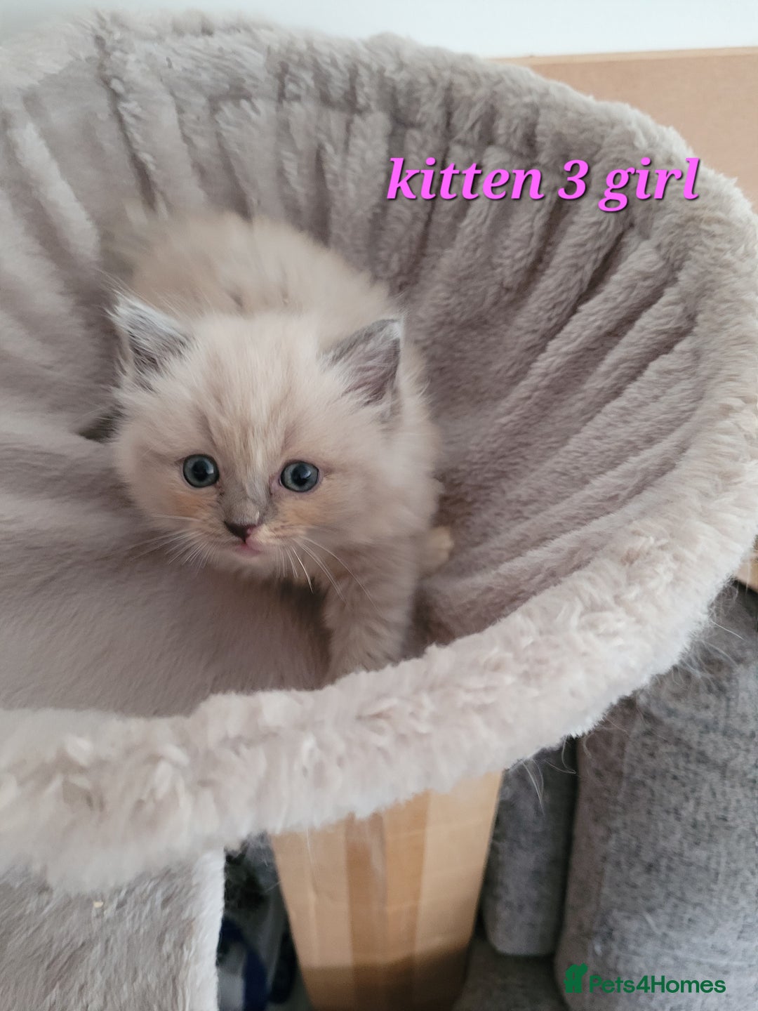 Ragdoll cats for sale: 5 Ragdoll kittens for sale Ready soon - Image 10