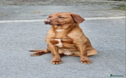 Labrador Retriever dogs for sale: exceptional dark fox red puppies - Image 6