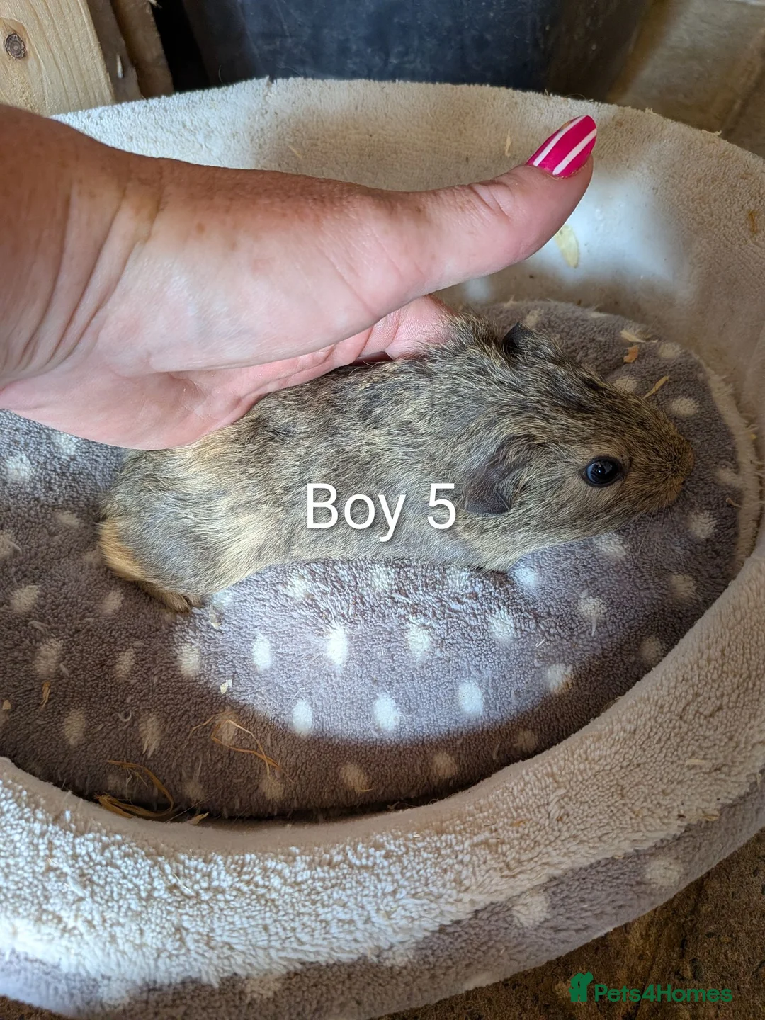 Guinea Pig rodents for sale: 1 baby girl guinea pig and 4 boys  - Advert 4