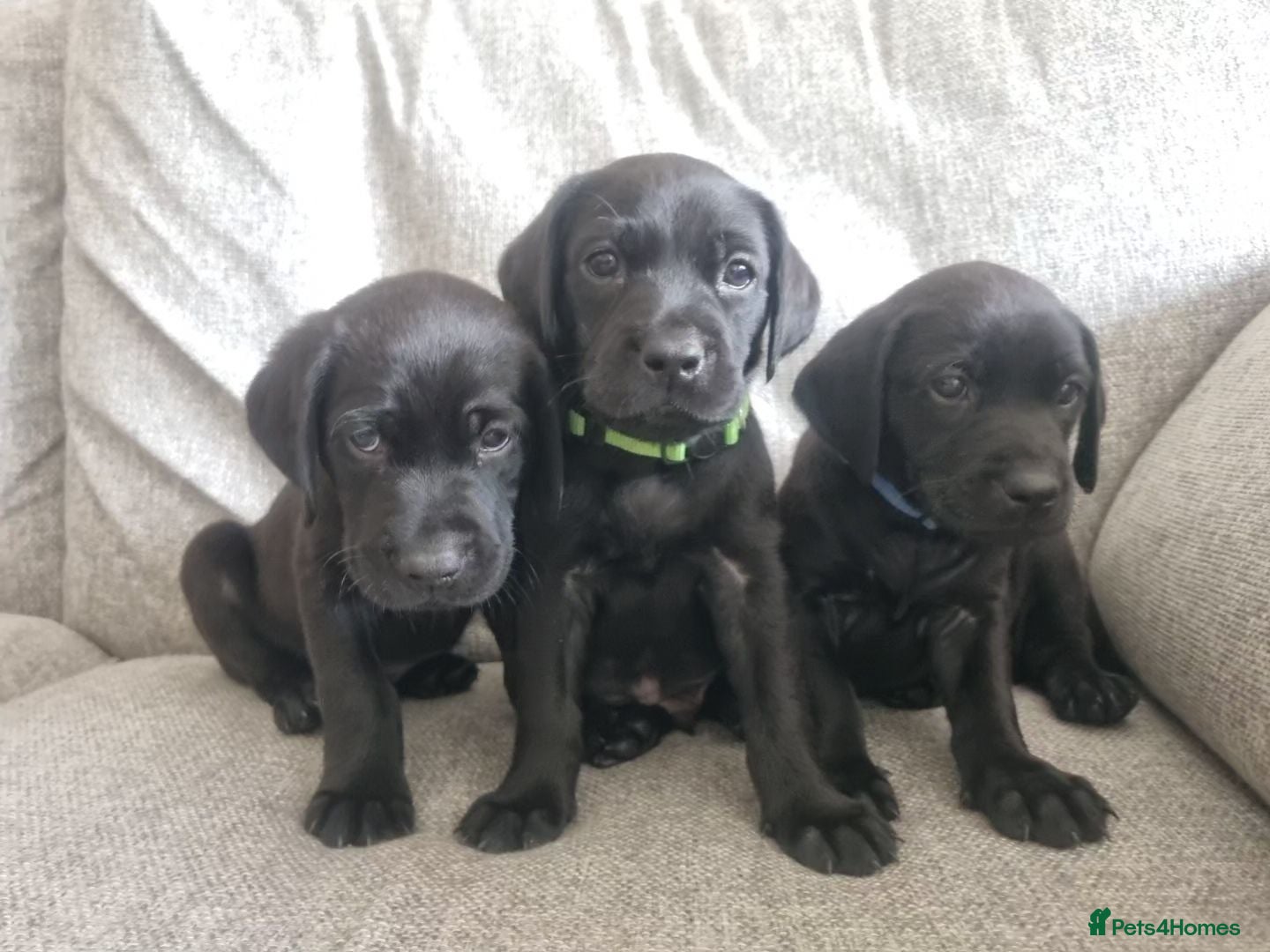 Labrador Retriever dogs 3 Boys left Beautiful litter of 8 Black Labrador  - Advert 15