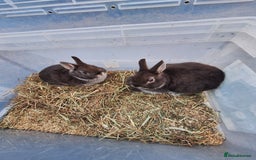 Netherland Dwarf rabbits for sale: Baby Netherland dwarf rabbits for sale £50 each  - Advert 13