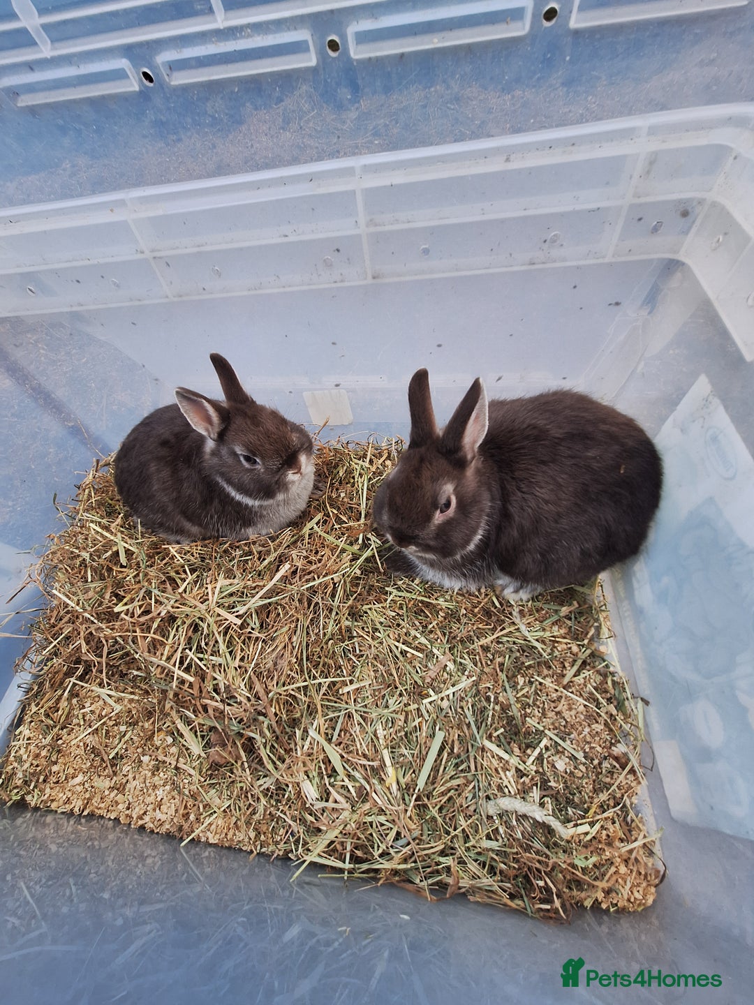 Netherland Dwarf rabbits for sale: Baby Netherland dwarf rabbits for sale £50 each  - Advert 13
