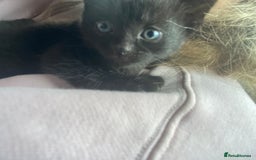 Mixed Breed cats for sale: Kittens for sale - Harrogate - Image 6