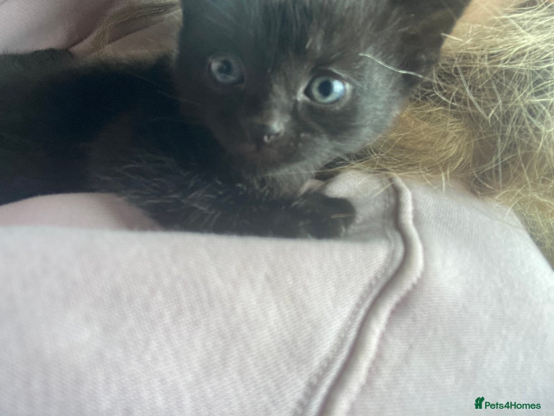Mixed Breed cats for sale: Kittens for sale - Harrogate - Image 6