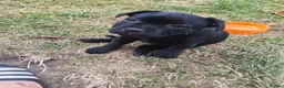 Staffordshire Bull Terrier dogs for sale: Kc registered Staffordshire bull terrier puppy - Advert 5