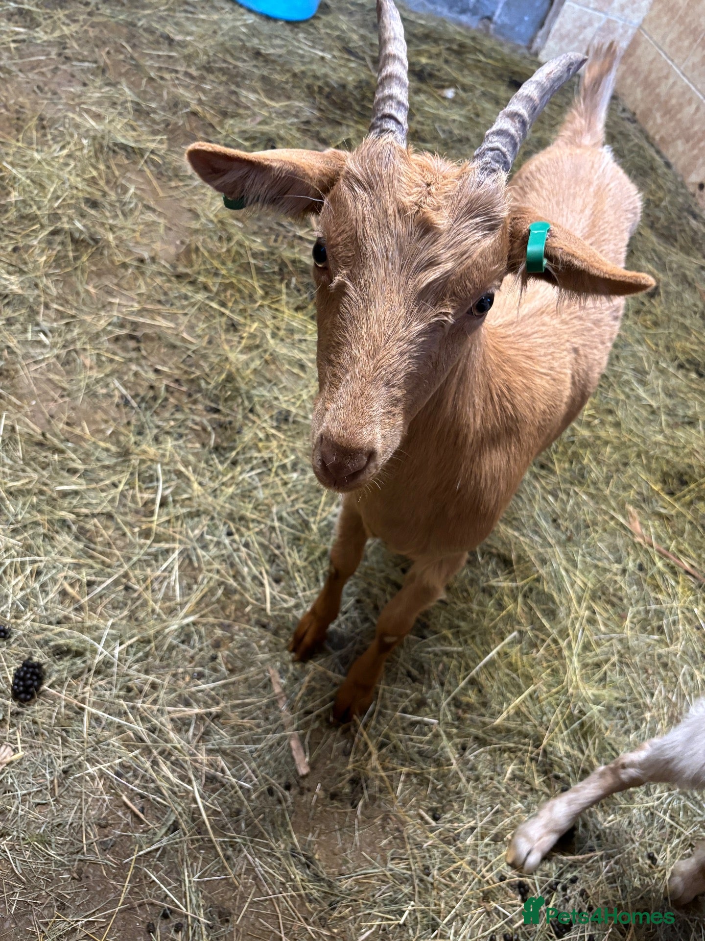 Goats livestock 2 Golden Guernsey Goats - Advert 2