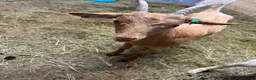 Goats livestock for sale: 2 Golden Guernsey Goats - Advert 2