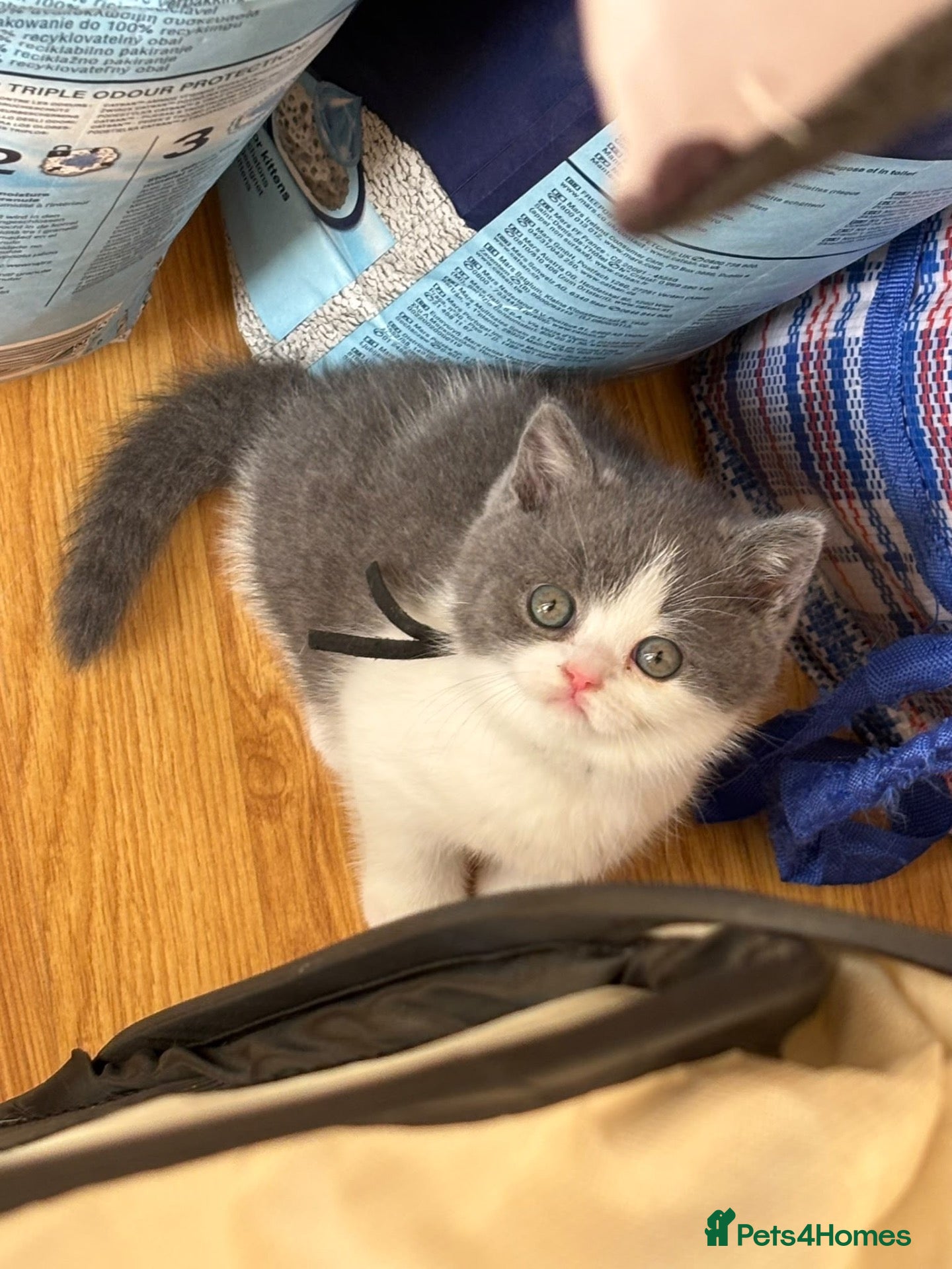 British Shorthair cats 😻 Beautiful Bsh Kittens  GCCF Registered 😻 - Advert 12