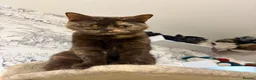 British Shorthair cats for sale: Friendly and cuddly GCCF registered BSH girl - Advert 7