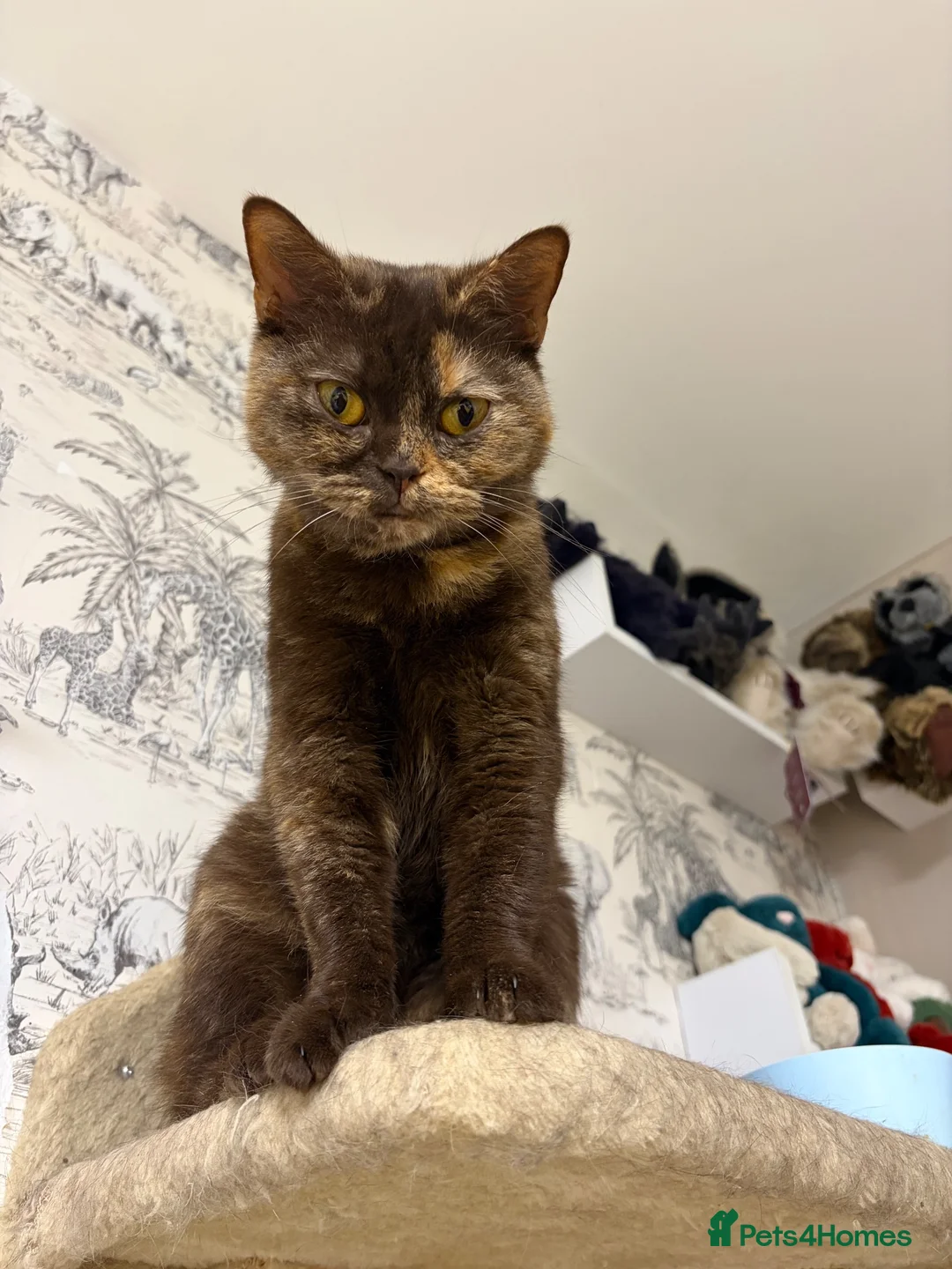 British Shorthair cats for sale: Friendly and cuddly GCCF registered BSH girl - Advert 7