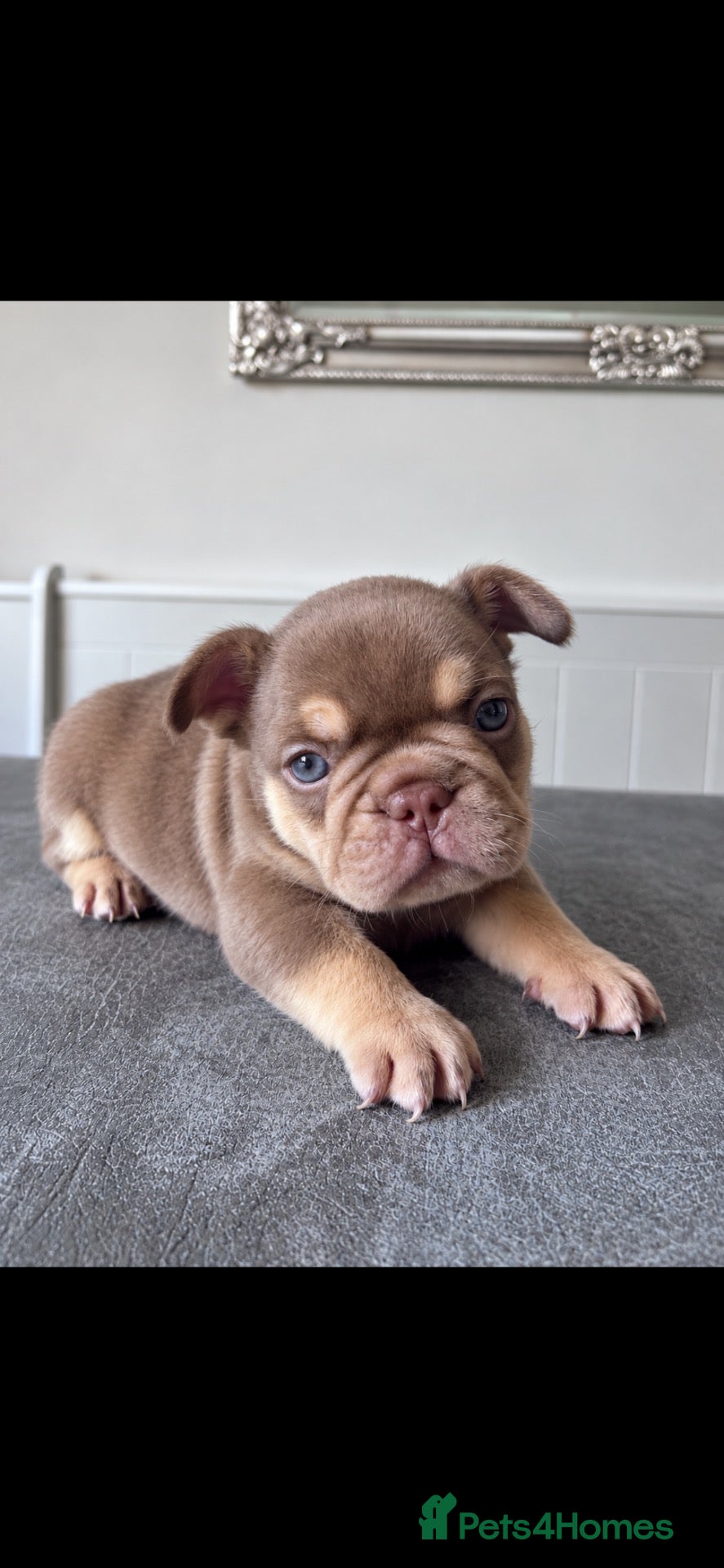 French Bulldog dogs 🐾 Beautiful French Bulldog Puppies 🐾 - Advert 1