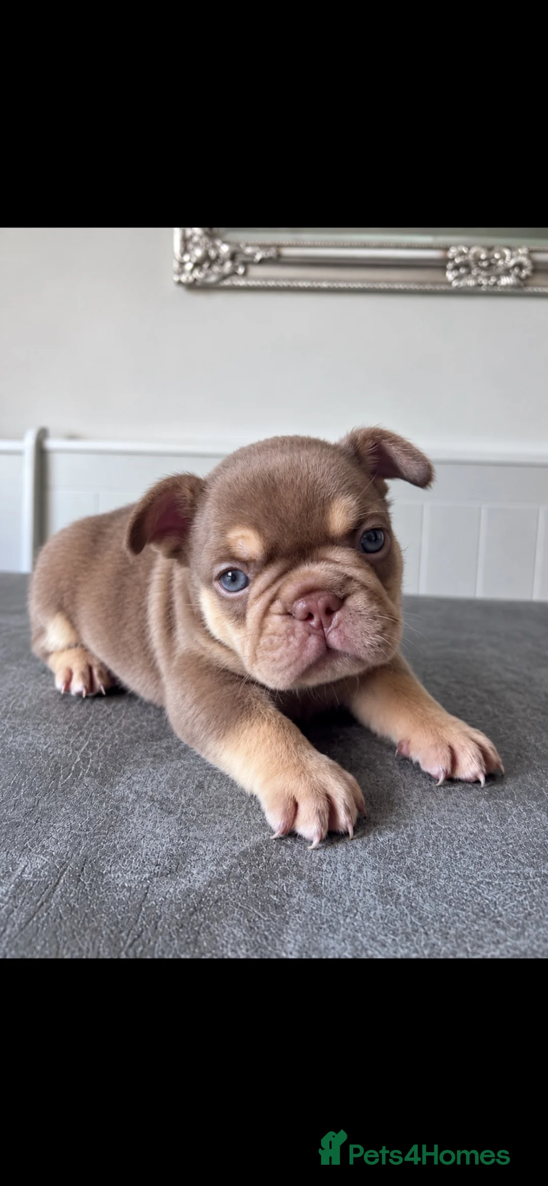 French Bulldog dogs for sale: 🐾 Beautiful French Bulldog Puppies 🐾 - Advert 1