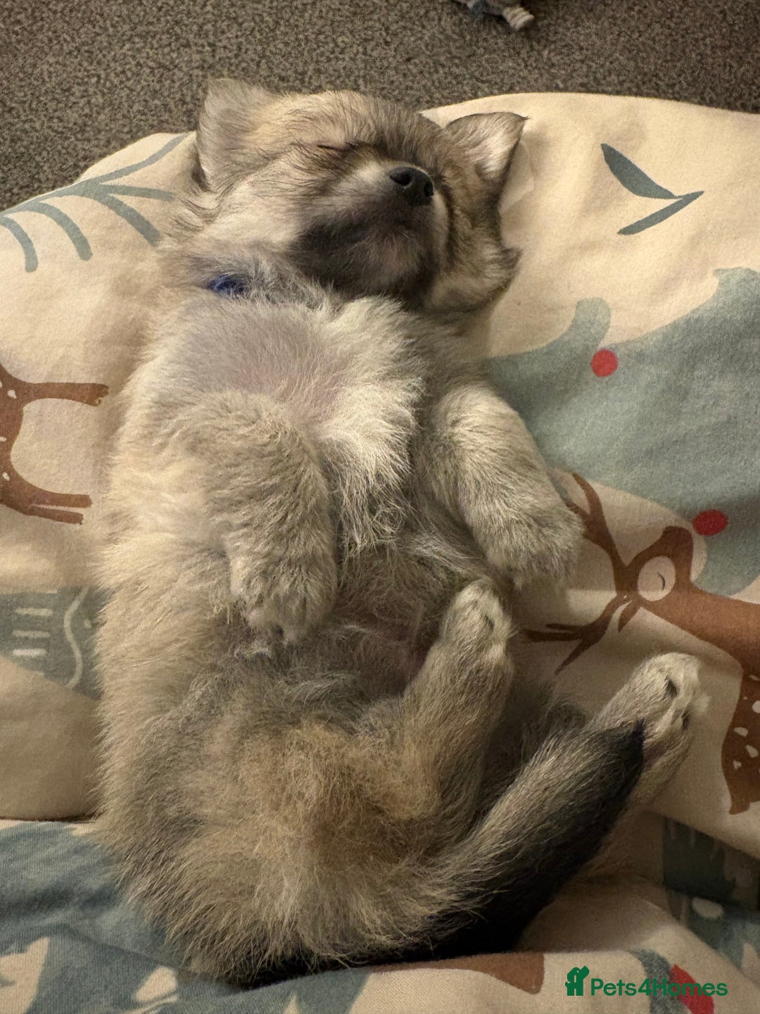 Chiweenie dogs for sale: 6 Beautiful Chiweenie Puppies *Reduced* - Advert 3