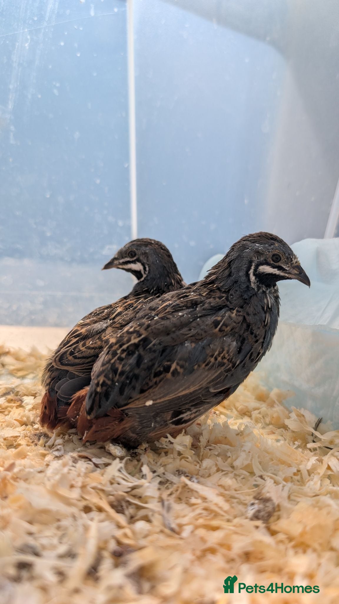 Quail poultry Two male button quails, for sale or swap - Advert 1