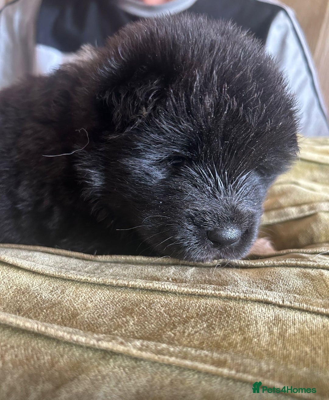 Akita dogs for sale:  ⭐ READY NOW adorable chunky A/AKITAS - Image 17