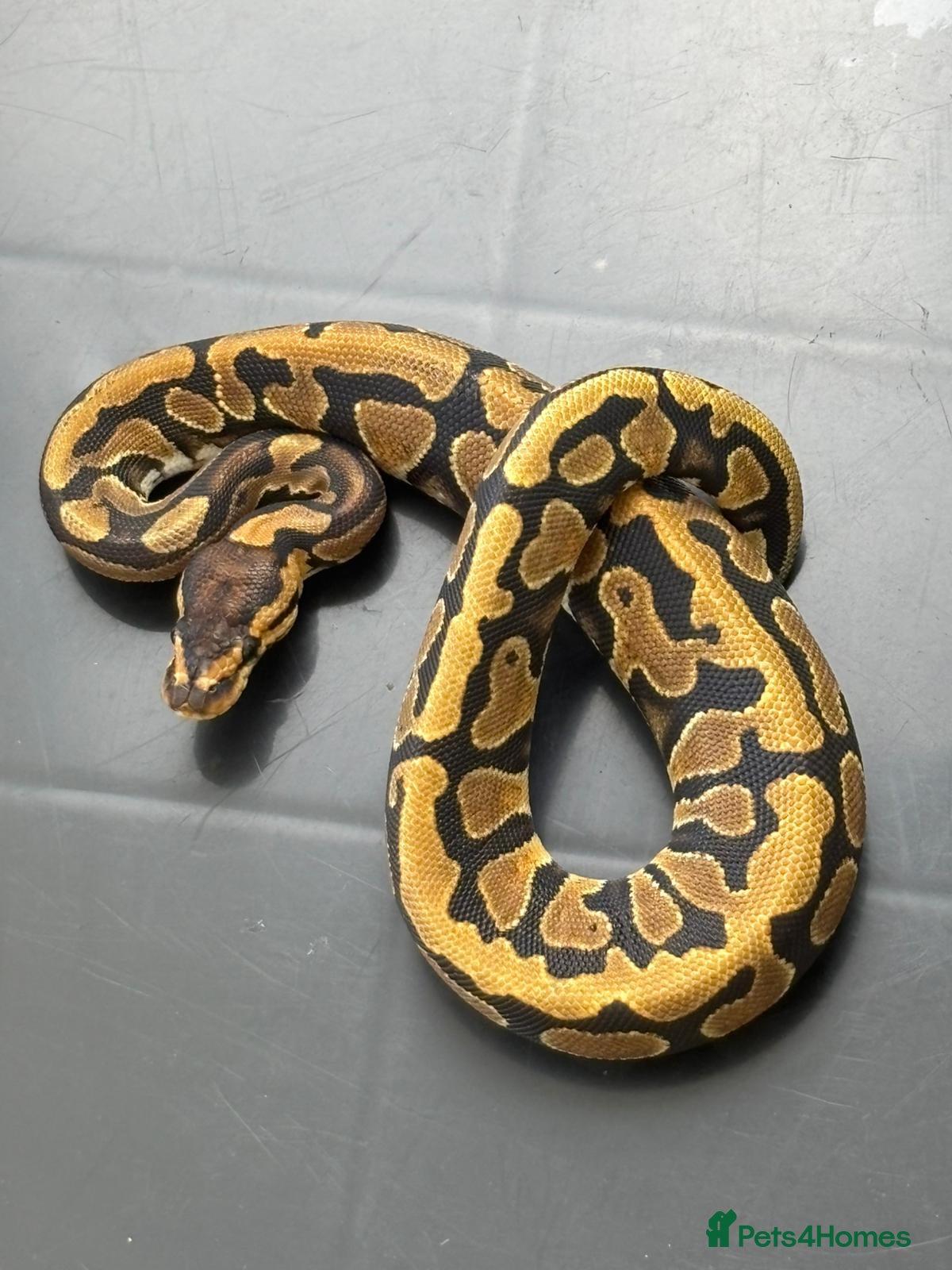 Python Snake reptiles python collection for sale - Advert 1