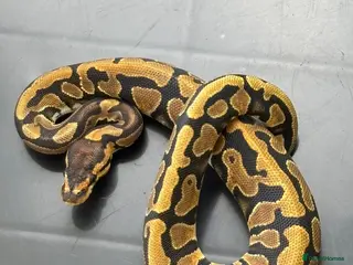 Python Snake reptiles python collection for sale - Advert 5