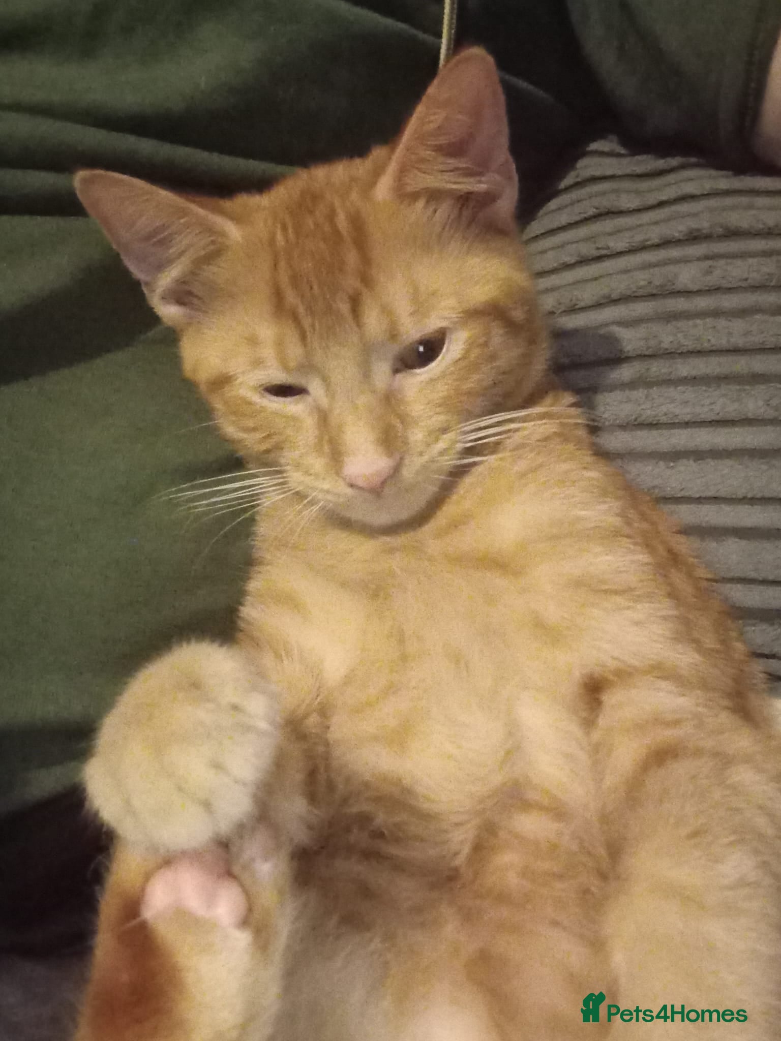 Domestic Shorthair cats X2 ginger male kittens in Oxford - Advert 17