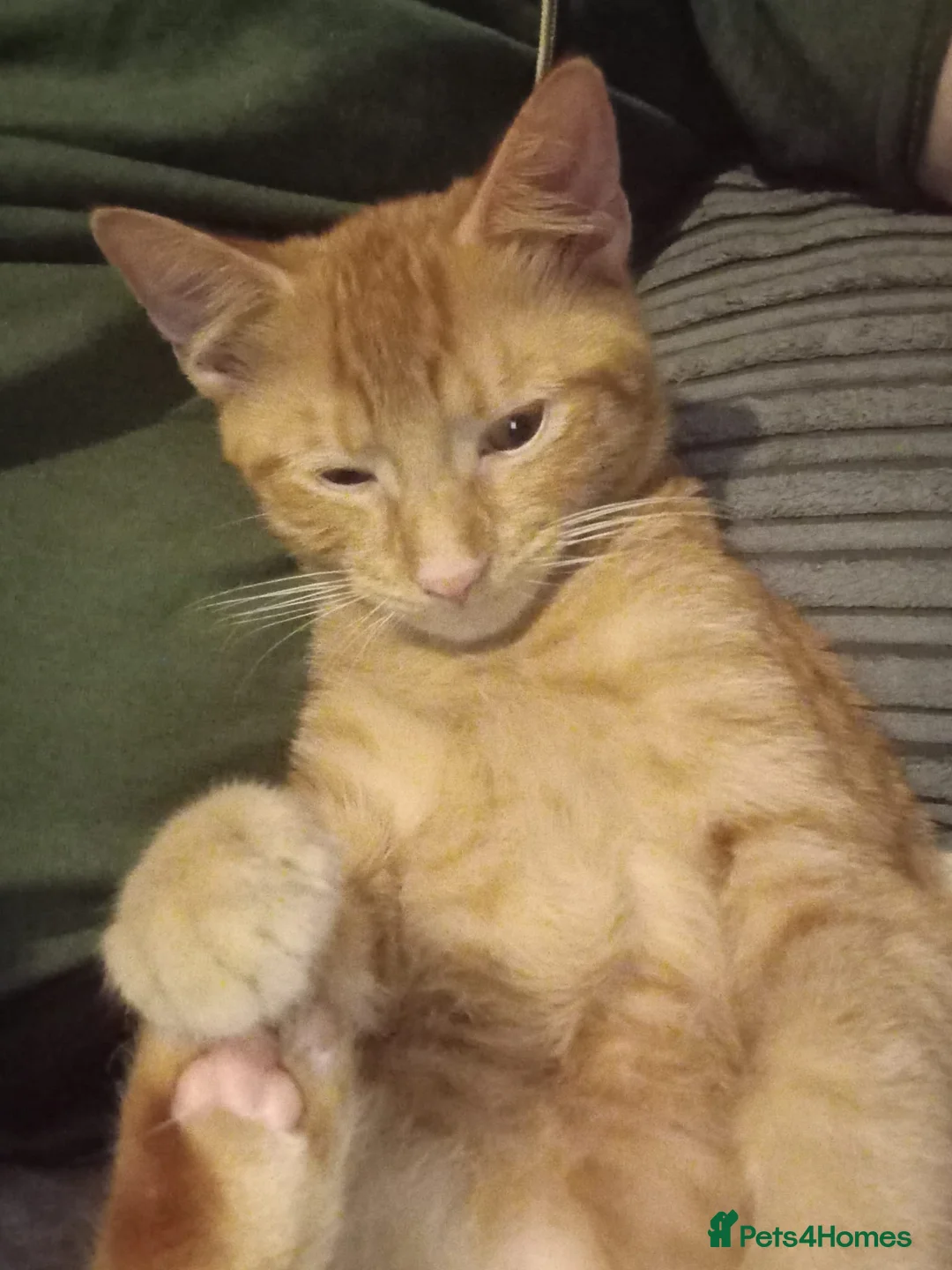 Domestic Shorthair cats for sale: X2 ginger male kittens in Oxford - Advert 1