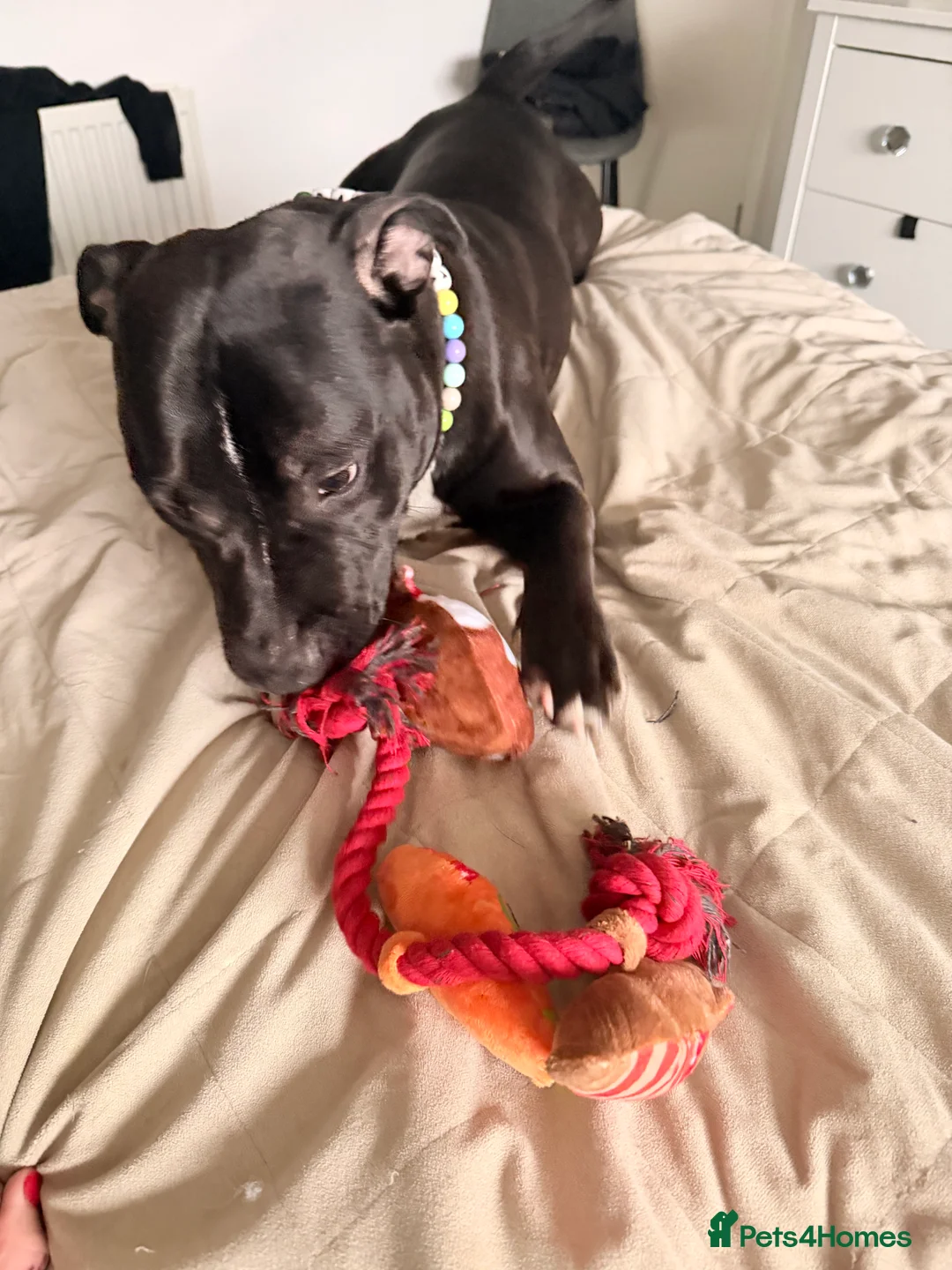 Staffordshire Bull Terrier dogs for stud: Meeting Bagheera  - Advert 2