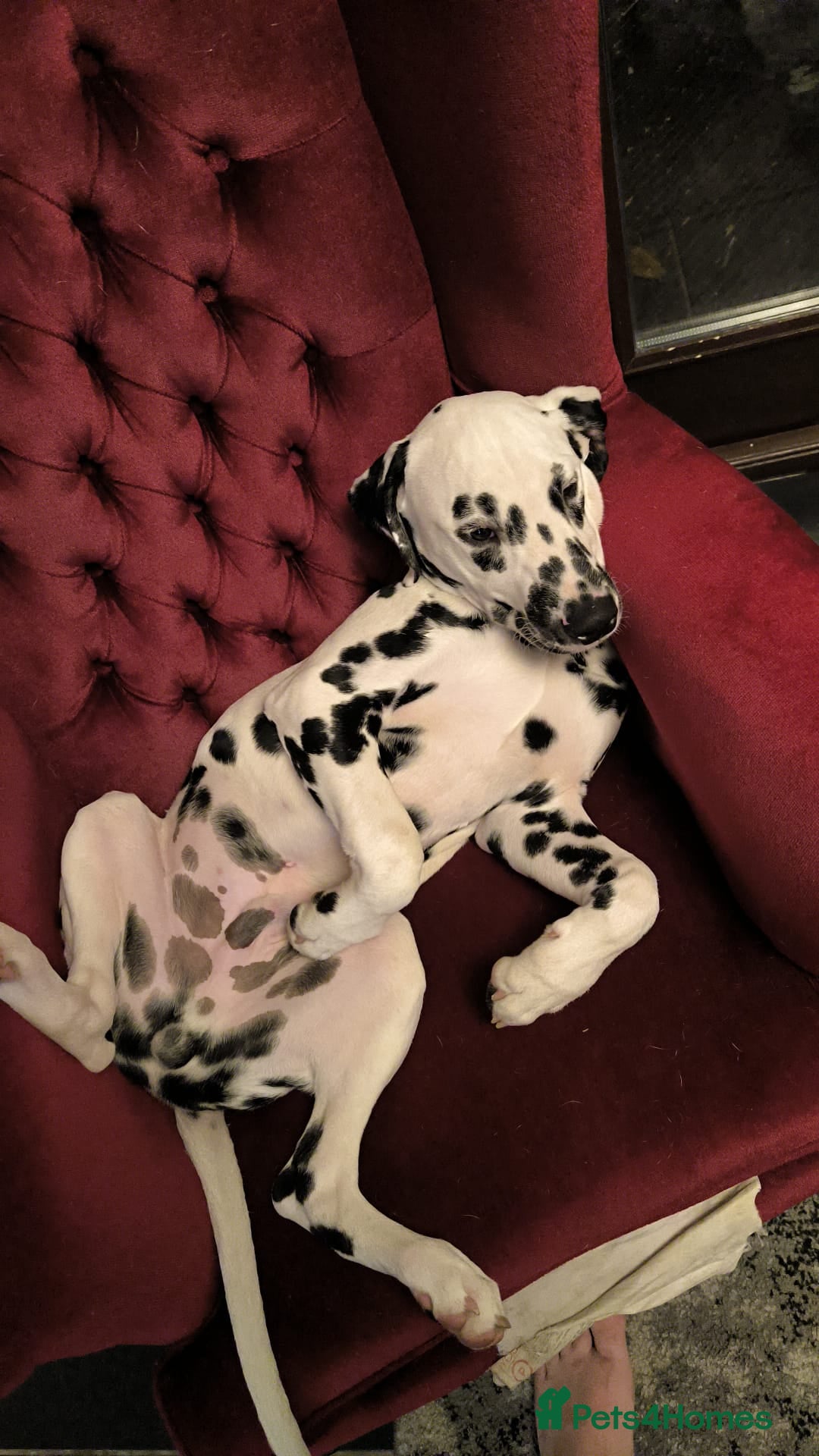 Dalmatian dogs for sale: 7 month old dalmatian  - Advert 1