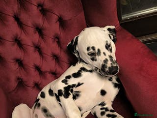 Dalmatian dogs 7 month old dalmatian - Advert 17