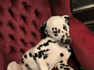 Dalmatian dogs 7 month old dalmatian - Advert 5